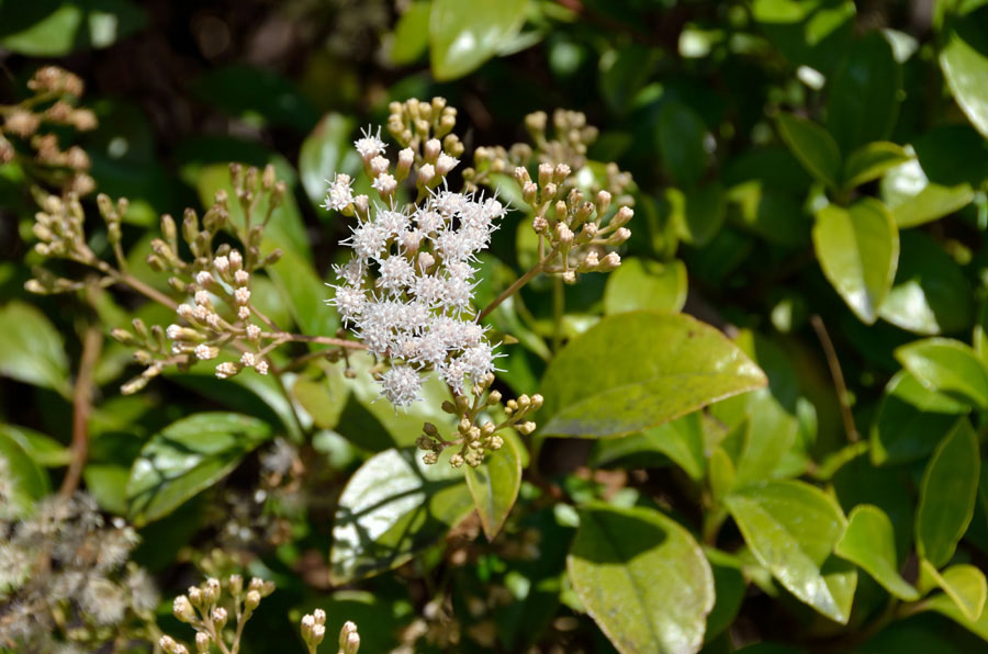 Camporossa. - Eupatorium ligustrinum (=Ageratina ligustrina)