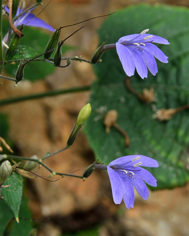 Eremomastax speciosa