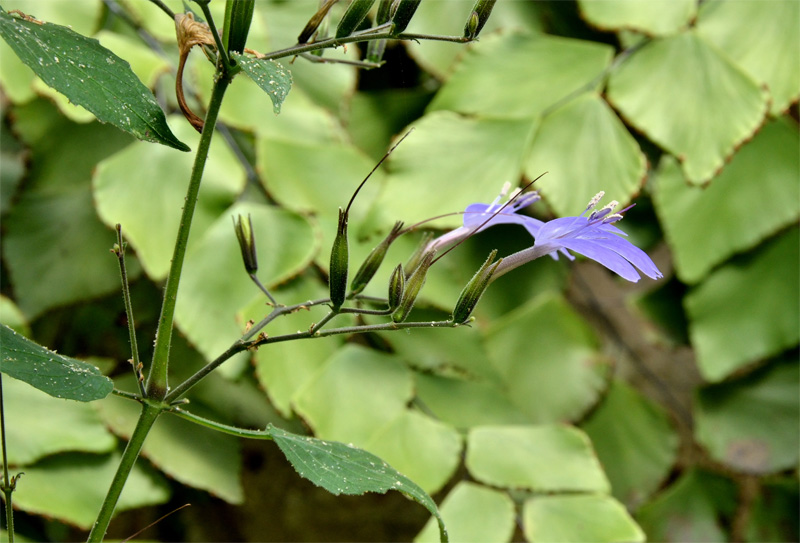 Eremomastax speciosa