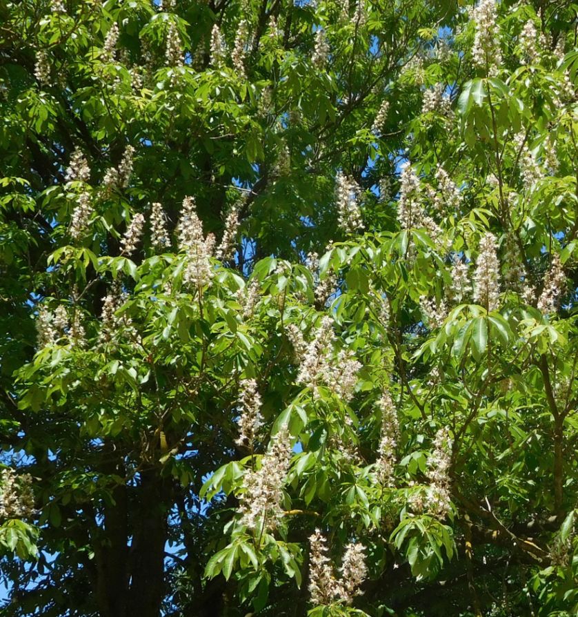 Aesculus indica (Sapindaceae)