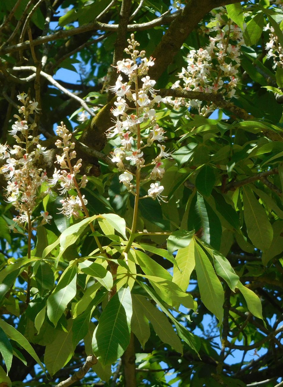 Aesculus indica (Sapindaceae)