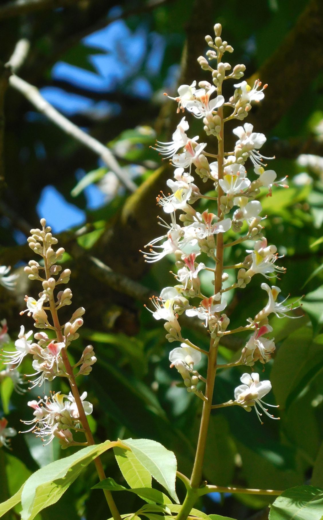 Aesculus indica (Sapindaceae)