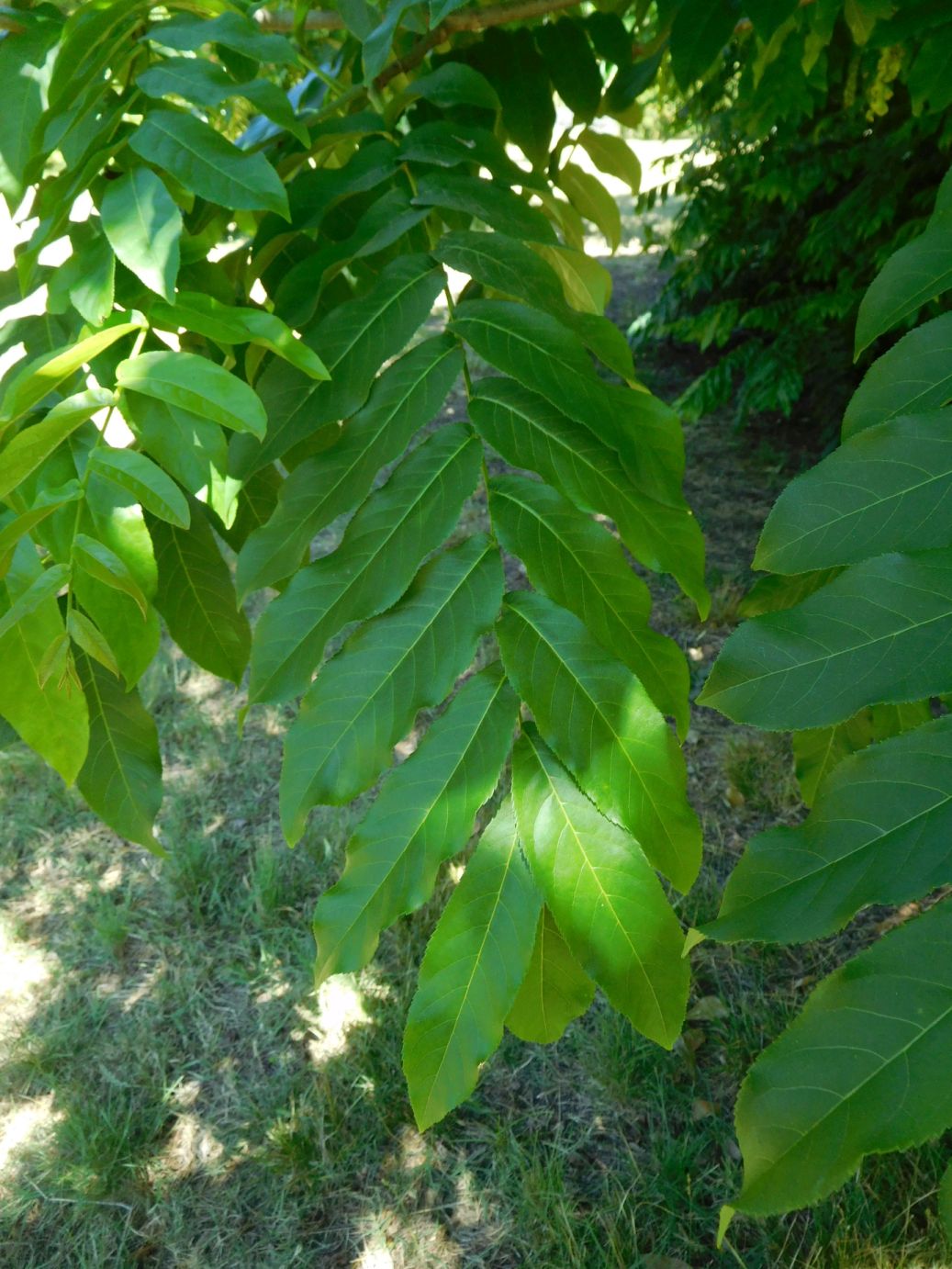 Pterocarya fraxinifolia (Juglandaceae)