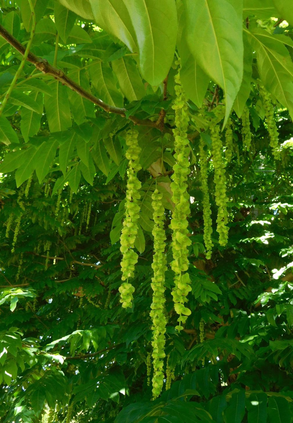 Pterocarya fraxinifolia (Juglandaceae)