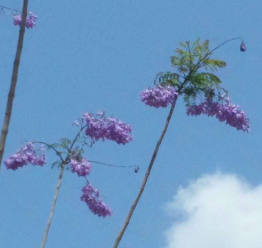 Jacaranda mimosifolia (Bignoniaceae)