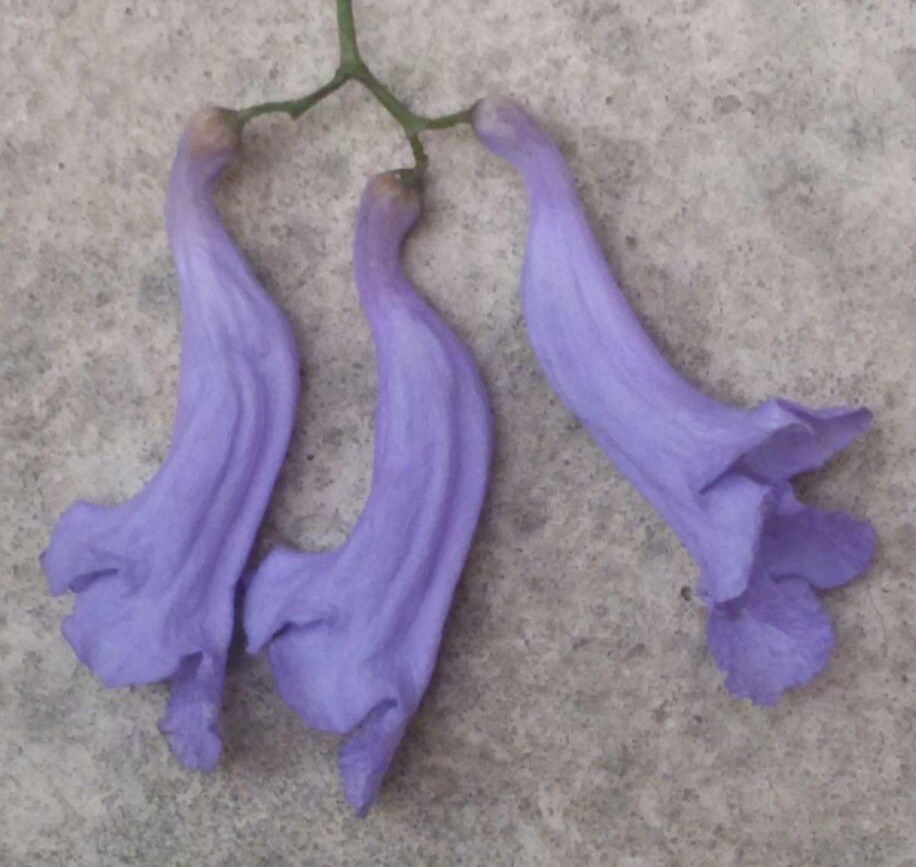 Jacaranda mimosifolia (Bignoniaceae)