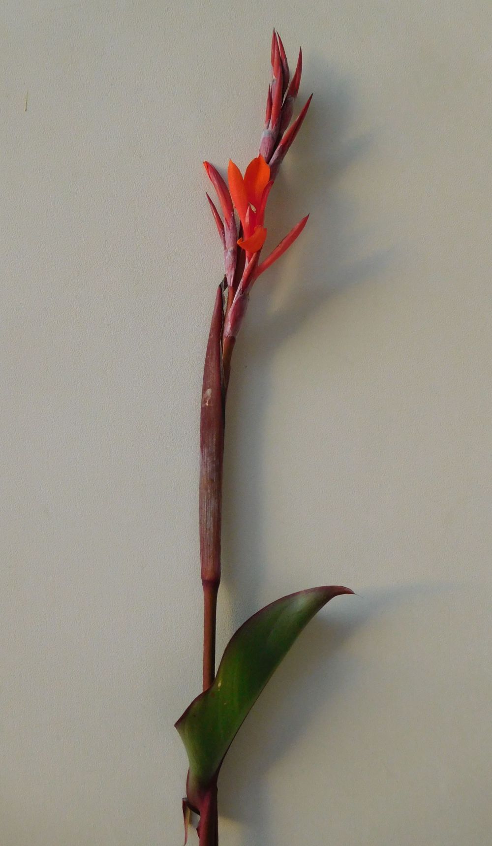 Canna indica (Cannaceae)