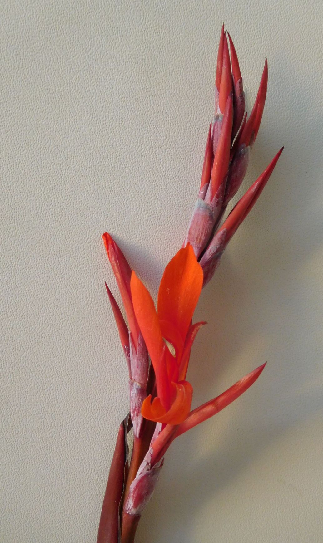 Canna indica (Cannaceae)