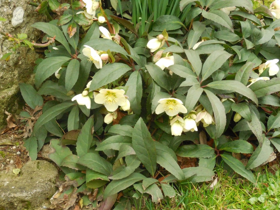 Helleborus niger (Ranunculaceae)