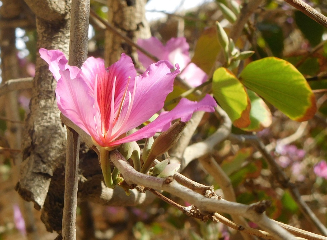 Albero fiorito a Cipro:  Bauhinia variegata (Fabaceae)