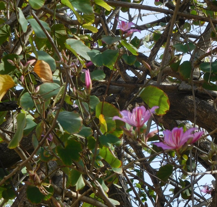 Albero fiorito a Cipro:  Bauhinia variegata (Fabaceae)