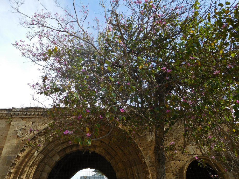 Albero fiorito a Cipro:  Bauhinia variegata (Fabaceae)