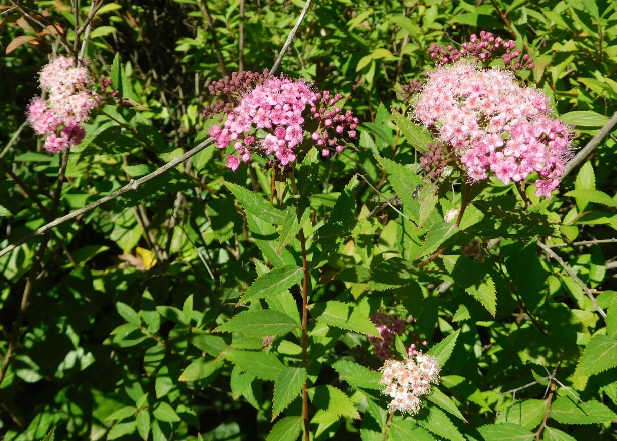 cultivar di Spiraea japonica (Rosaceae)