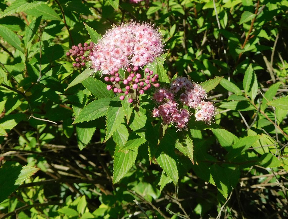 cultivar di Spiraea japonica (Rosaceae)