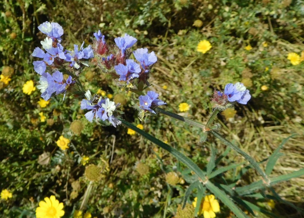 Cipro: Limonium sinuatum (L.) Mill (Plumbaginaceae).