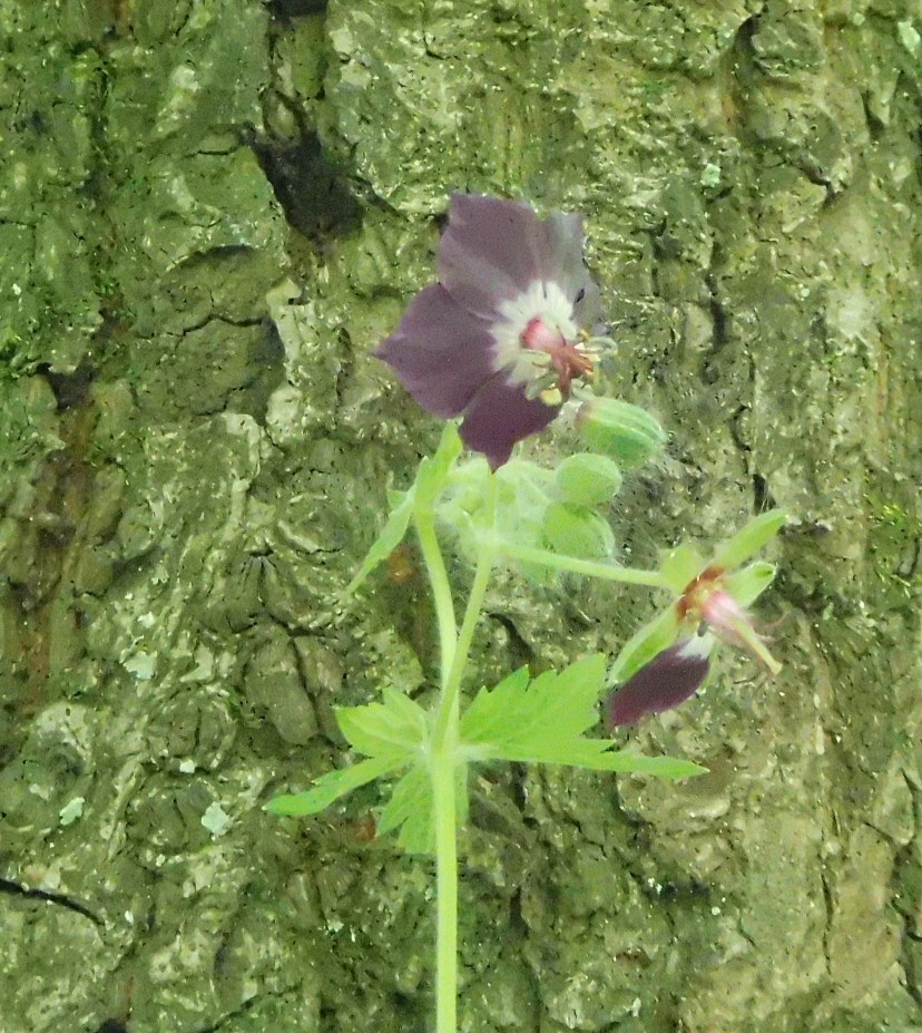 Geranium phaeum  (Geraniaceae) - Polonia