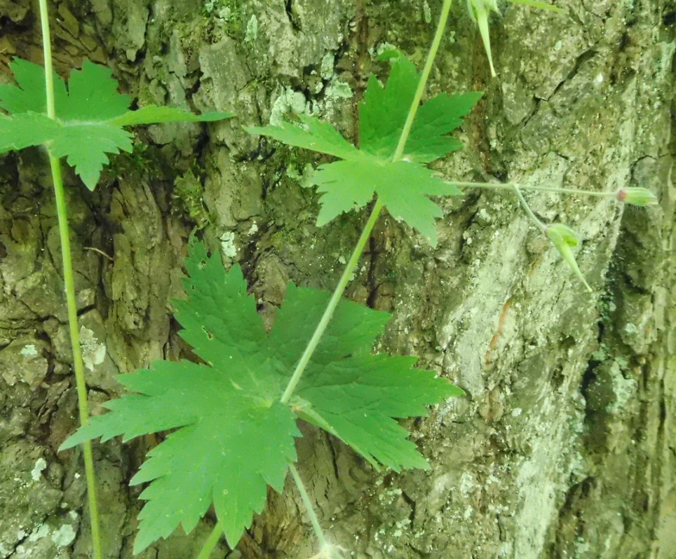 Geranium phaeum  (Geraniaceae) - Polonia