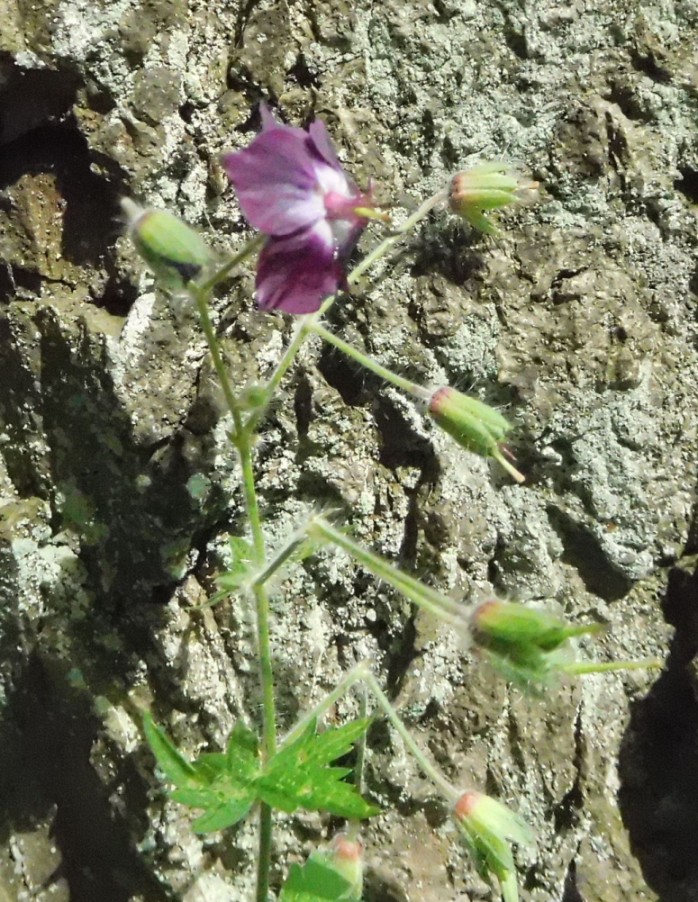 Geranium phaeum  (Geraniaceae) - Polonia