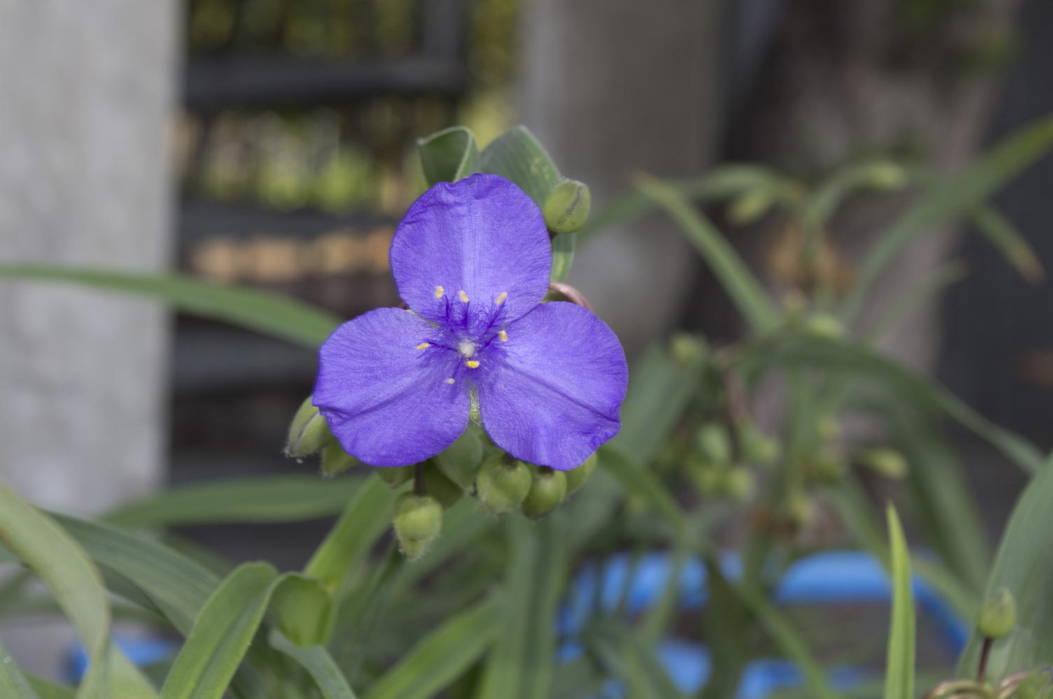 Tradescantia virginiana  (Commelinaceae)