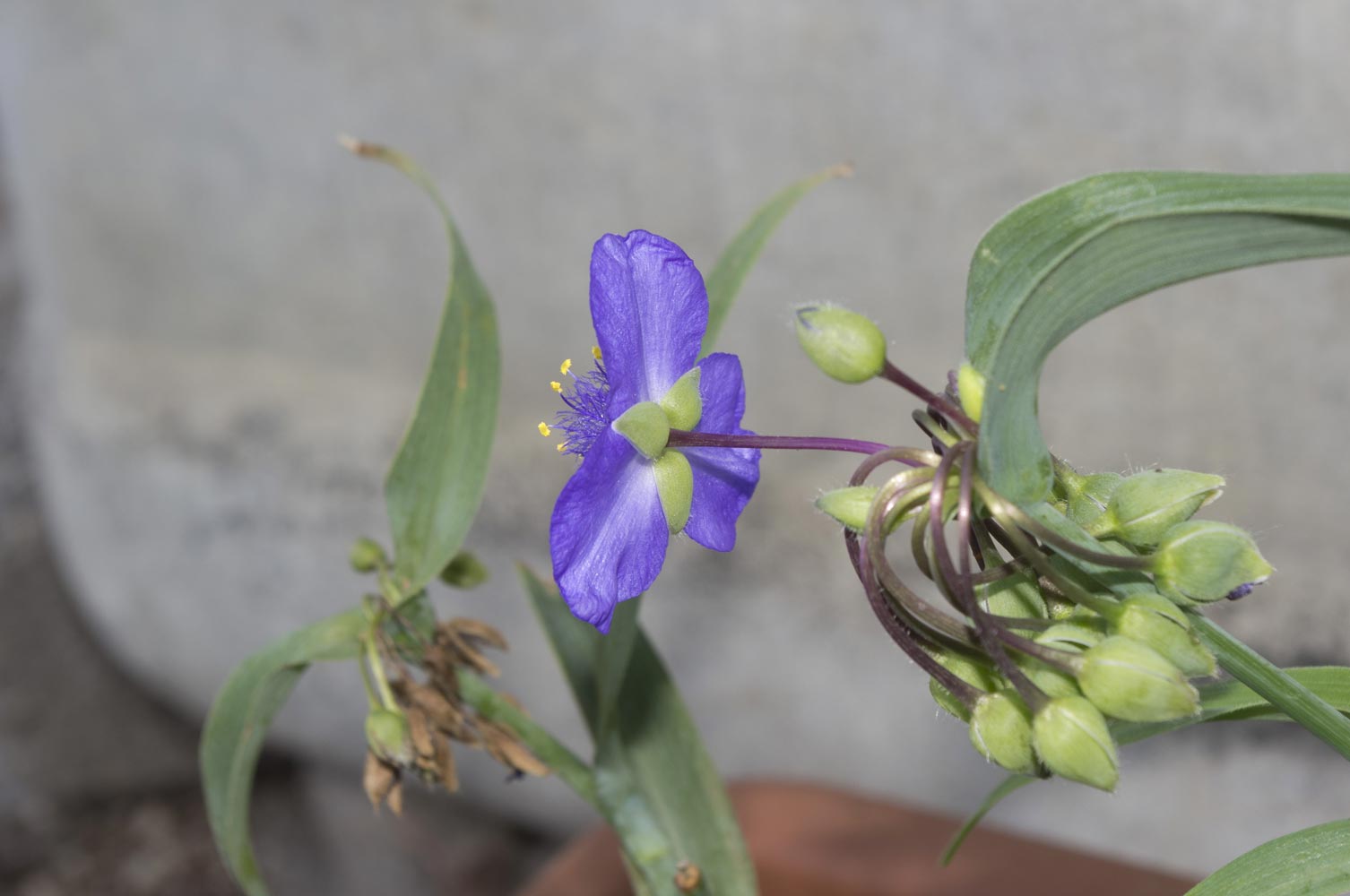 Tradescantia virginiana  (Commelinaceae)