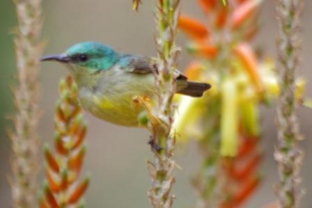 Uccelli sudafricani