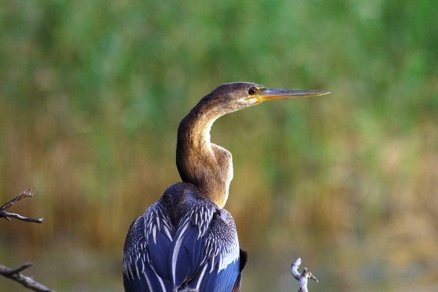 Uccelli sudafricani