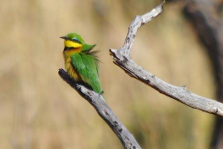 Uccelli sudafricani