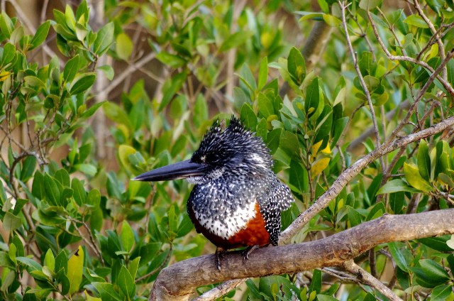 Uccelli sudafricani