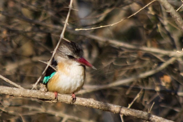 Uccelli sudafricani