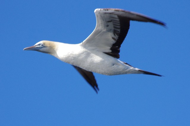 Uccelli sudafricani