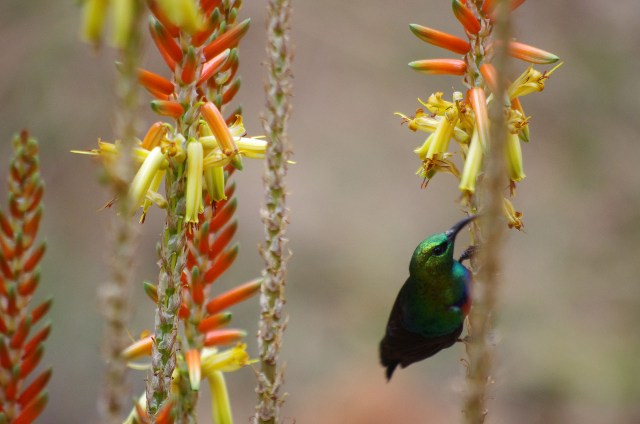 Uccelli sudafricani