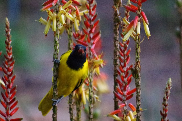 Uccelli sudafricani