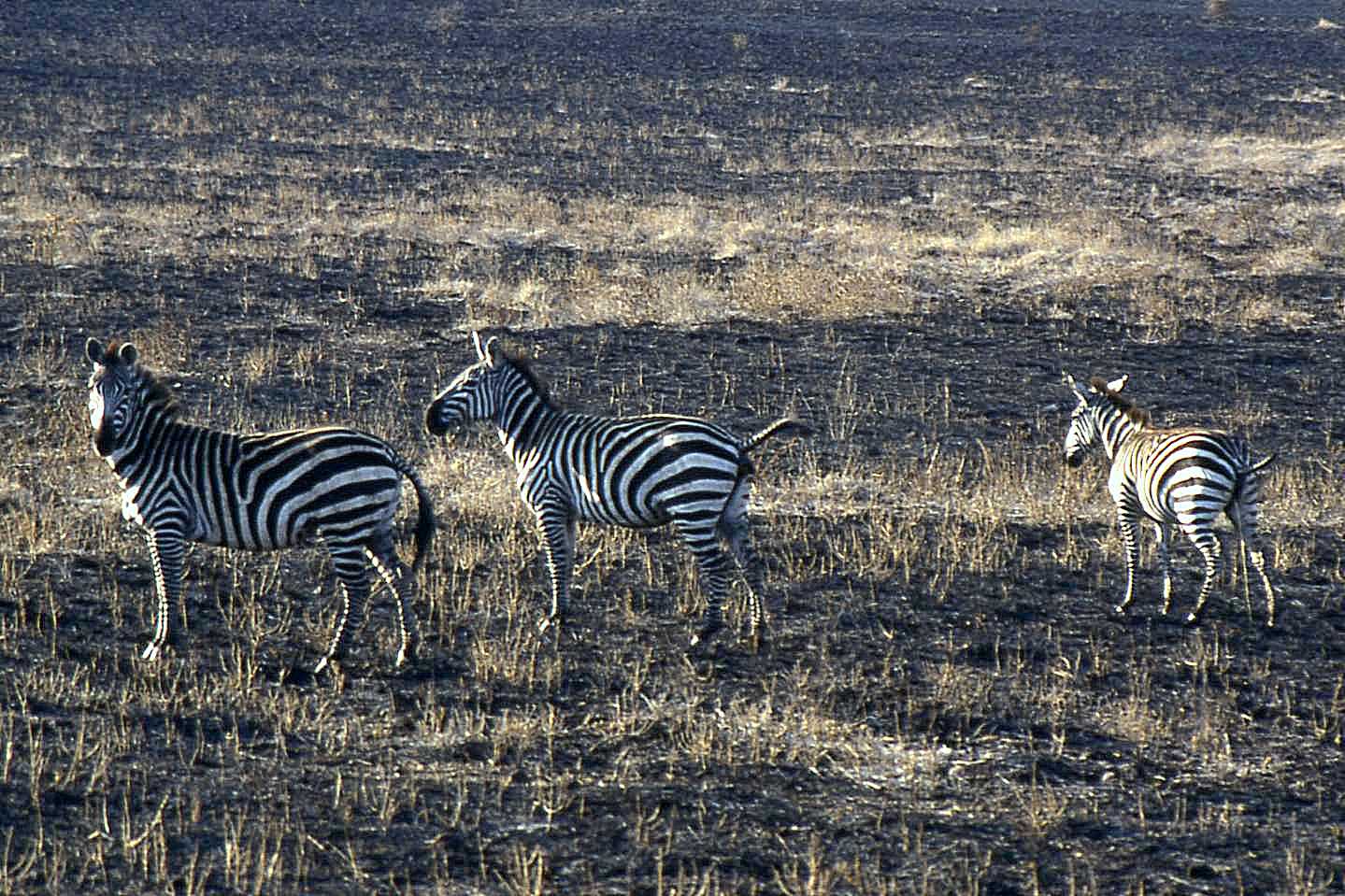 Zebre in Etiopia:   Zebra di Grant (E. quagga boehmi)