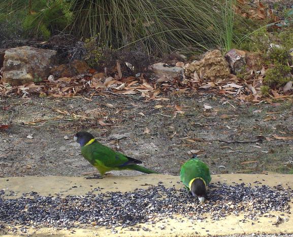 Uccelli australiani da identificare - 4 - Pappagalli