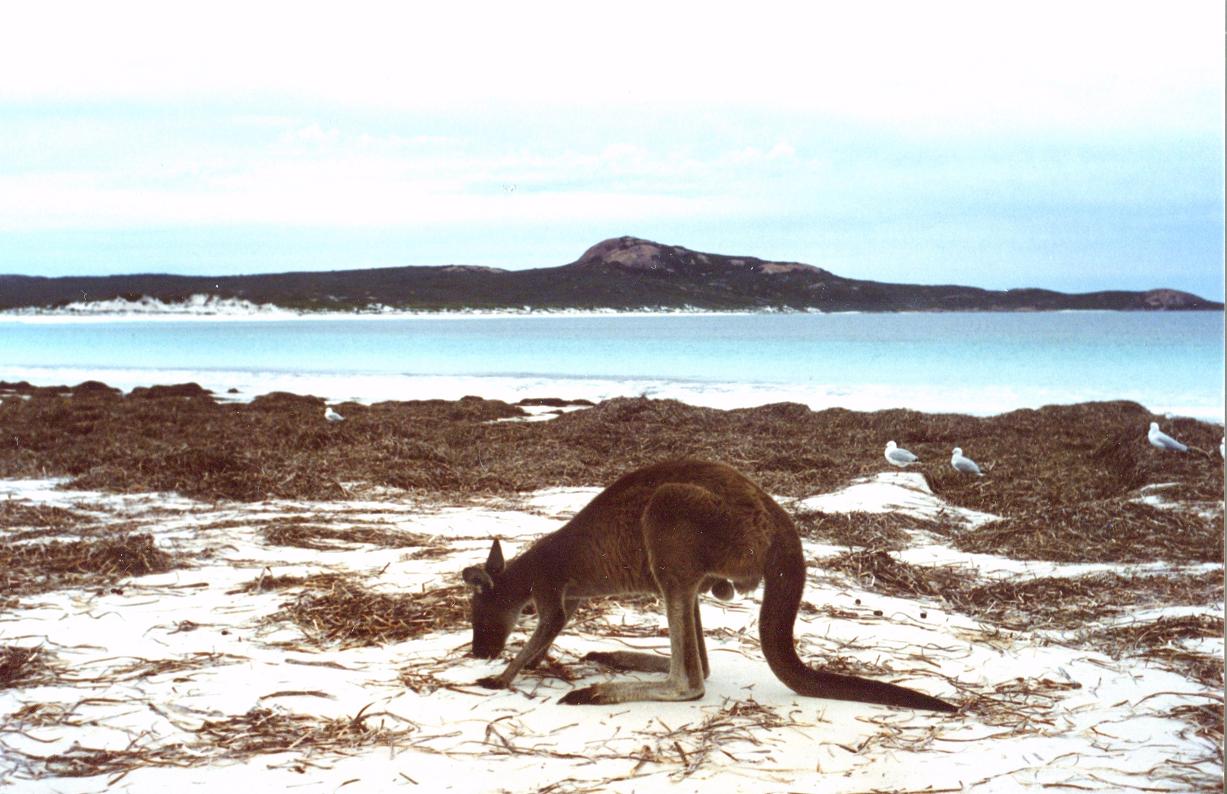 Canguro da spiaggia