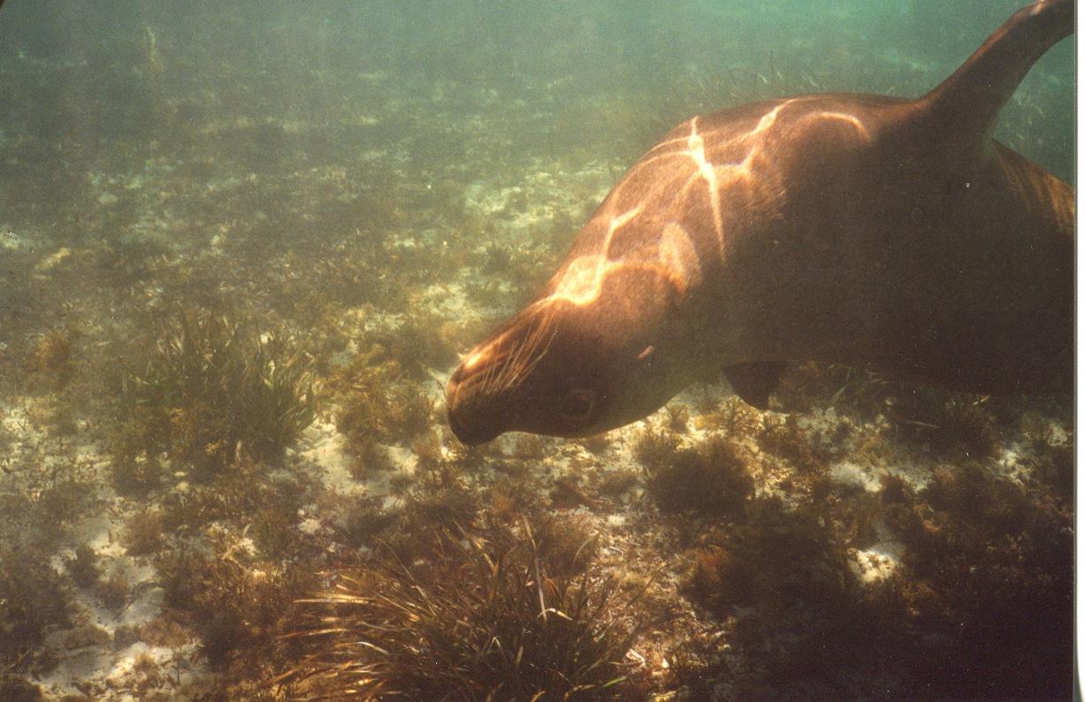 Sea lions australiani 2