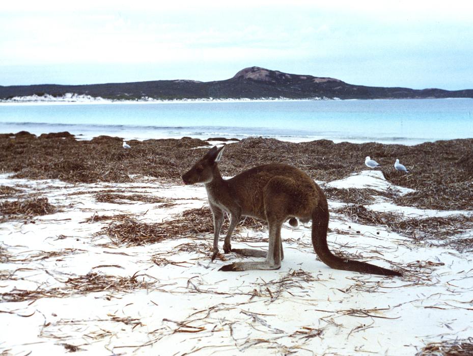 Canguro da spiaggia