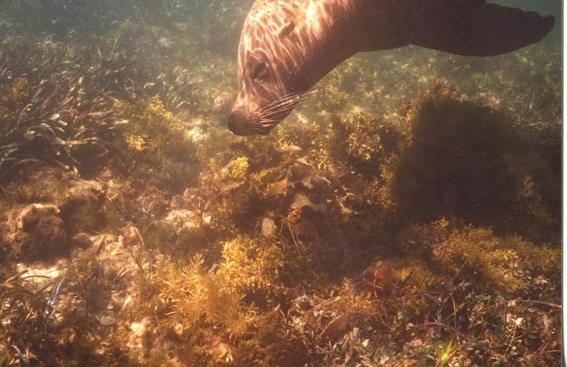 Sea lions australiani 2