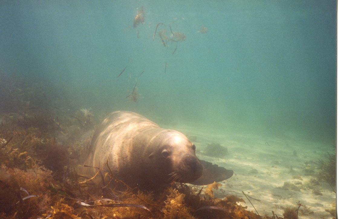 Sea lions australiani 2