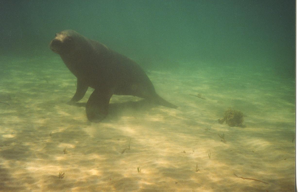 Sea lions australiani 2