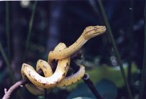 Pitoncini asiatici