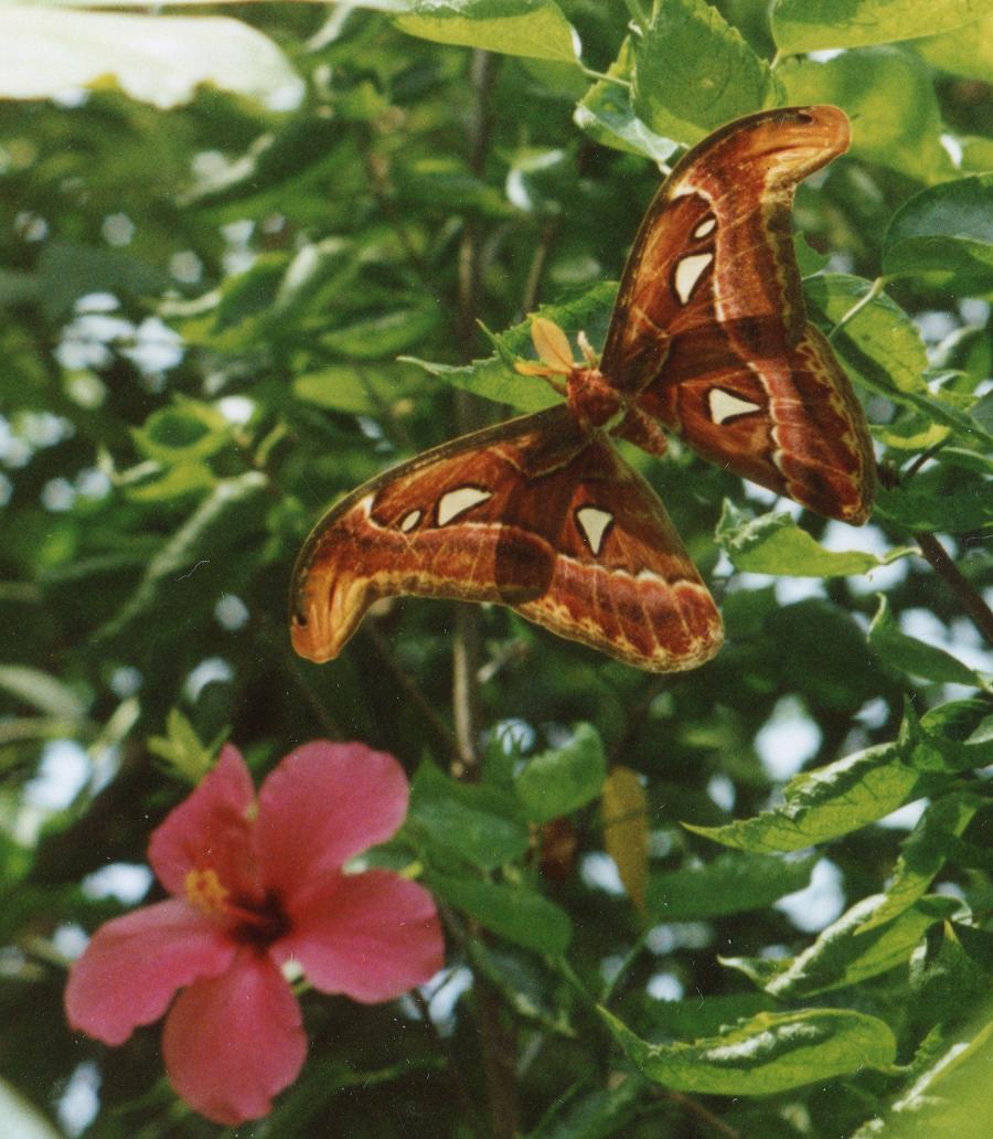 Farfalla atlante dell,Indonesia