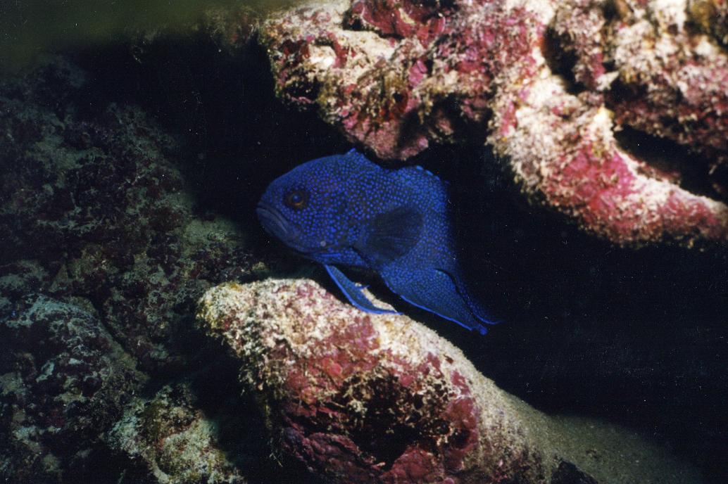 Pesce blu:Paraplesiops Meleagris