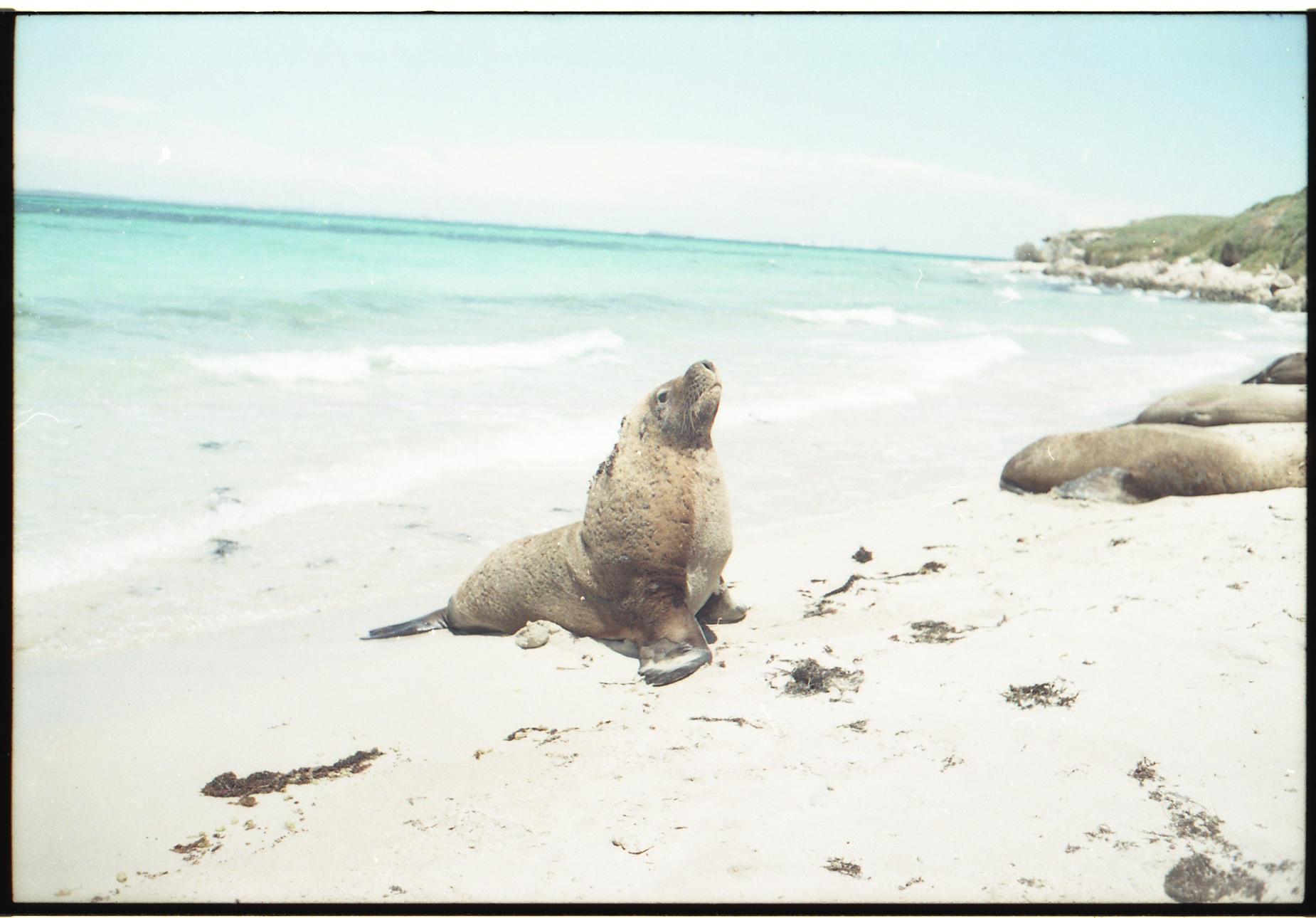 Sea Lions australiani