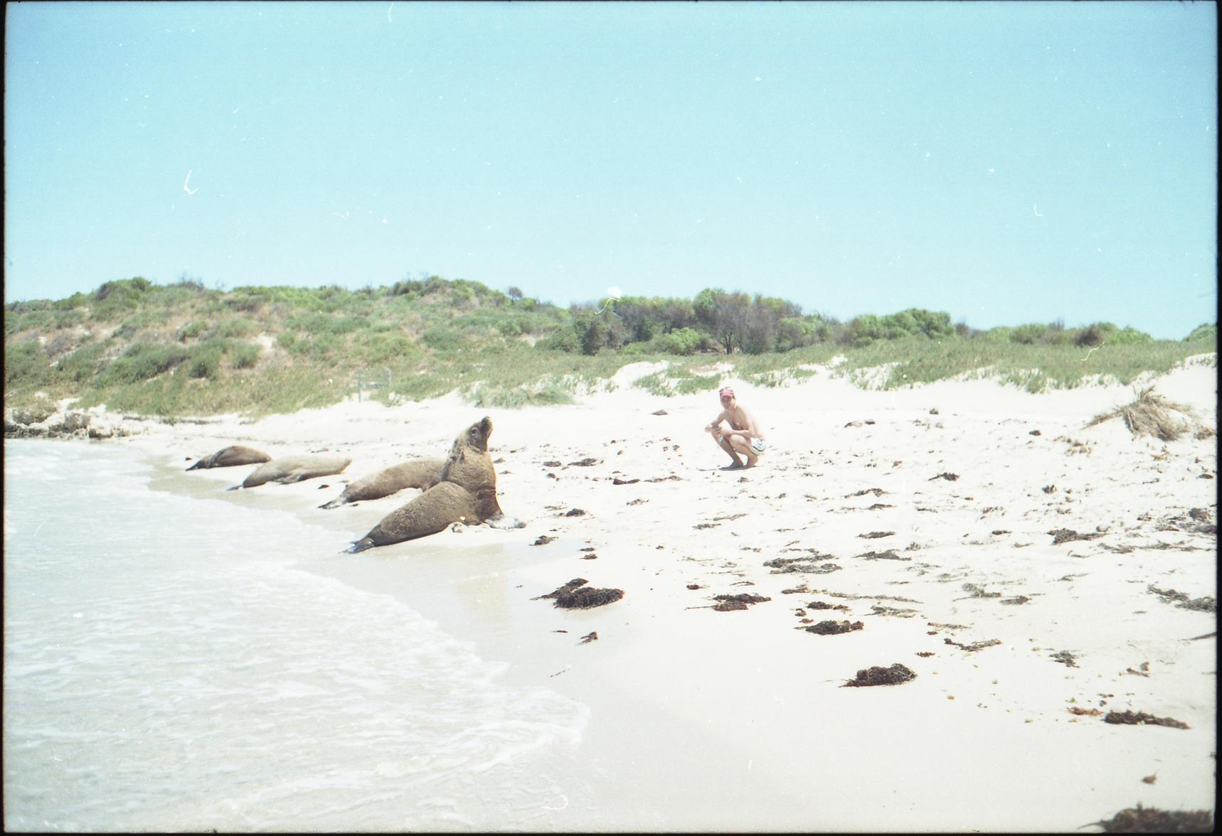 Sea Lions australiani