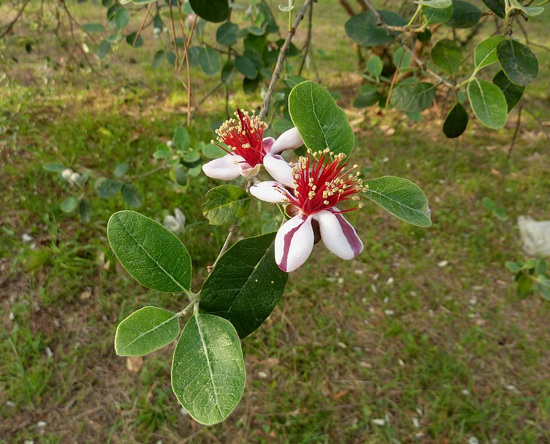 Alberello a fiori rossi in parco cittadino: Acca sellowiana