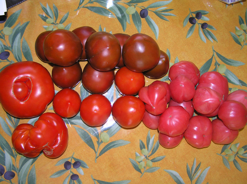 Solanum lycopersicum