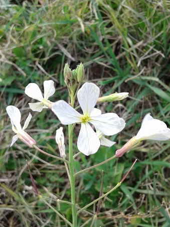 Eruca sp.?  No, Raphanus cfr. raphanistrum (Brassicaceae)