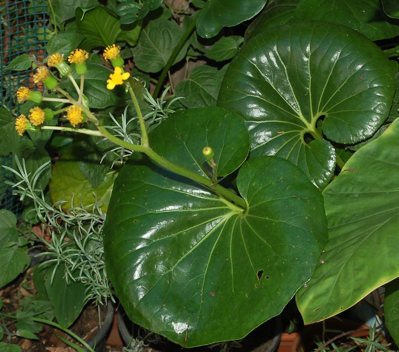 Pianta in vaso da determinare: fiore giallo da composita