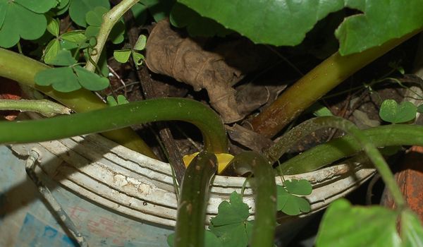 Pianta in vaso da determinare: fiore giallo da composita